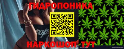прущие грибы Будённовск