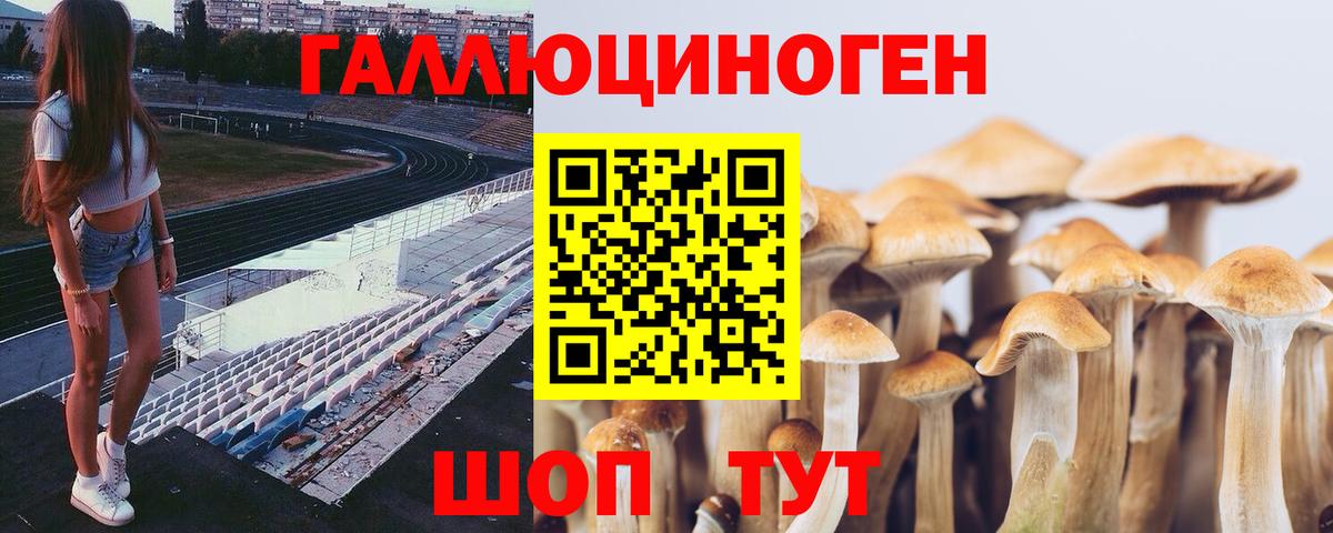 Шебекино  Псилоцибиновые грибы Magic Shrooms  Вход с VPN  Псилоцибиновые грибы Psilocybe 